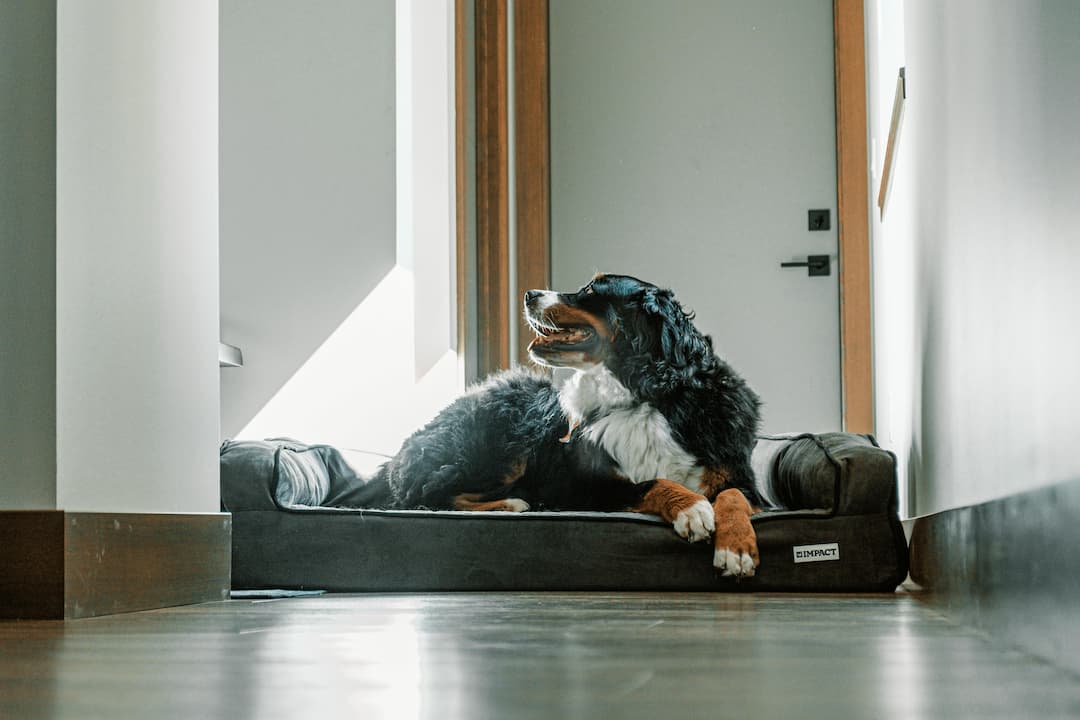Bernese Mountain Dog lying comfortably on a black dog bed in a modern hallway, looking toward a bright window