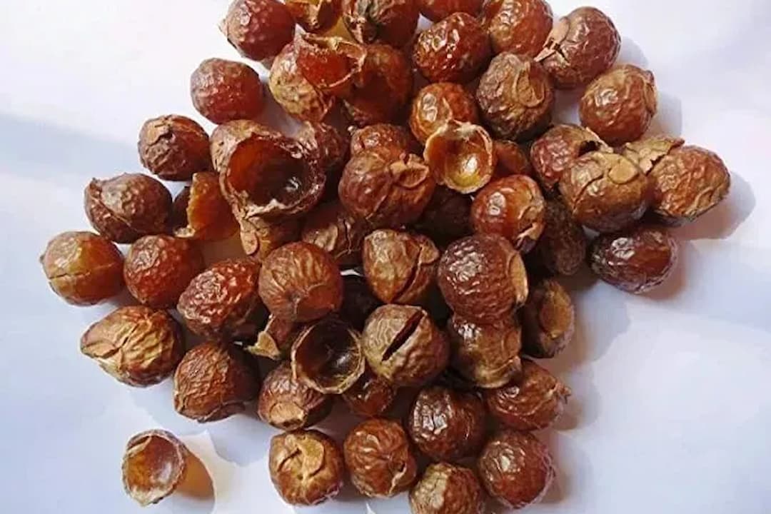 Pile of dried brown soap nuts, cracked open, resting on a white surface